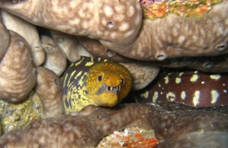 Especies ocultas en el mar